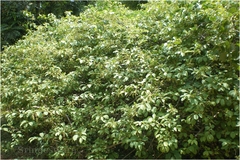 Embelia tsjeriam-cottam